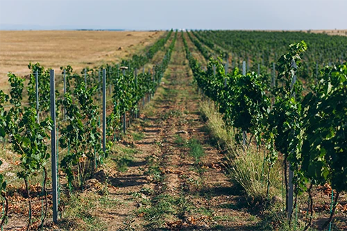 Виноград Mons Albus